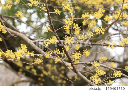 サンシュユの花 139405780