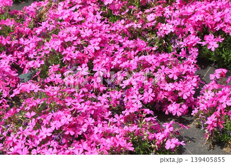 芝桜 139405855