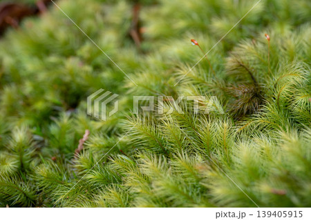 ふわふわな苔をマクロレンズで撮影 ふわふわな苔をマクロレンズで撮影 139405915