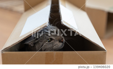 段ボール箱に入っている可愛い猫　サバトラ猫 139406020