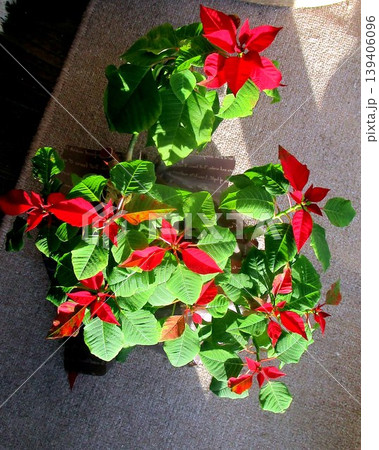 自宅に咲く花 自宅に咲く花 139406096