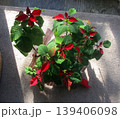 自宅に咲く花 自宅に咲く花 139406098