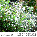自宅に咲く花 自宅に咲く花 139406102