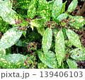 自宅に咲く花 自宅に咲く花 139406103