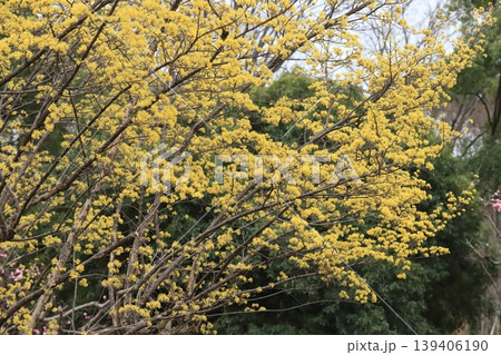 サンシュユの花 サンシュユの花 139406190