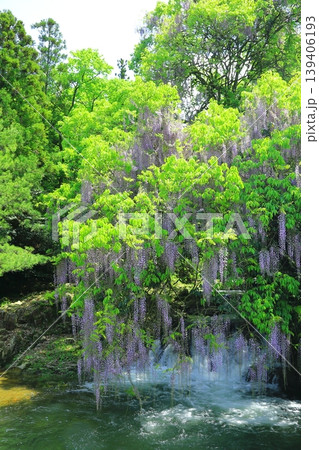 晴天の一貫野の藤 晴天の一貫野の藤 139406193