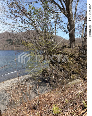 北海道 支笏湖 湖畔に力強く根を張る樹木と澄んだ湖面の風景 139406362