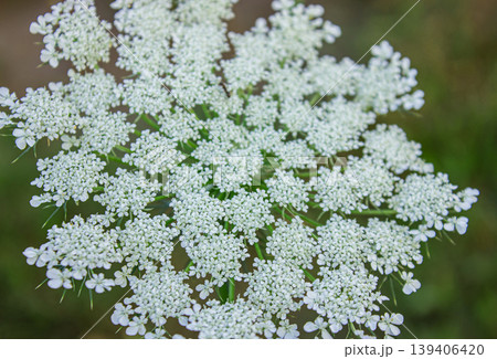 Full bloom of Daucus carota - common names are wild carrot, European wild carrot, bird's nest, bishop's lace, toothpick plant and Queen Anne's lace. Nature background with Selective shallow focus. 139406420