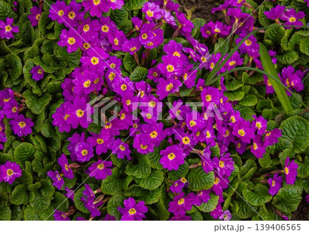 Purple primula or pruhoniciana with yellow pith and green Leaves background. Primula pruhonice Wanda purple flowers bush profusely blooming spring flowers. 139406565