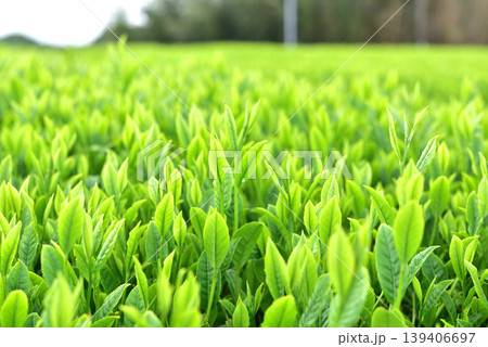 お茶 お茶 139406697