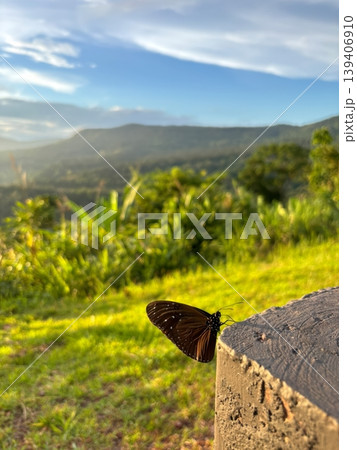 Dark Brown Butterfly Resting on a Concrete Post with Scenic Green Mountain Landscape Background 139406910