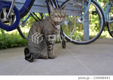 自転車置き場のキジトラ猫 139406941