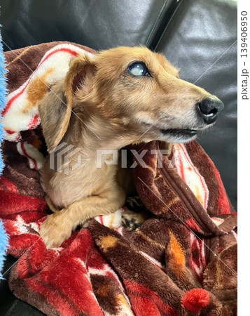 白内障の老犬 139406950