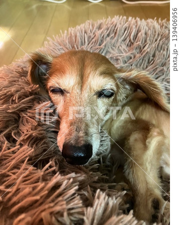 可愛い犬の寝顔 可愛い犬の寝顔 139406956