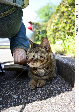 散歩中のキジトラ猫 139406981