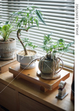 古い寿司下駄の上に乗せた観葉植物 139407002