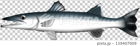 魚イラスト 「オニカマス」別名ドクカマス ベクター形式 白背景単体 魚イラスト 「オニカマス」別名ドクカマス ベクター形式 白背景単体 139407009