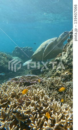 A green sea turtle (chelonia mydas) foraging among a vibrant coral reef in clear blue water in Dauin, Philippines A green sea turtle (chelonia mydas) foraging among a vibrant coral reef in clear blue water in Dauin, Philippines 139407066