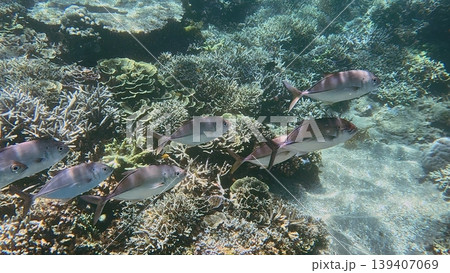 A group of bigeye trevally (Caranx sexfasciatus) swimming in sunlit coral reef, showcasing marine diversity in Dauin, Philippines 139407069