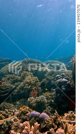Beautiful underwater scene showing the thriving colorful coral reef environment in blue clear water in the renown diving destination of Dauin, Philippines Beautiful underwater scene showing the thriving colorful coral reef environment in blue clear water in the renown diving destination of Dauin, Philippines 139407070