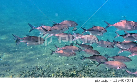 School of bigeye trevally (Caranx sexfasciatus) swimming and cruising along the coral reef in clear blue shallow water. Wildlife sighting in Dauin, Philippines 139407071