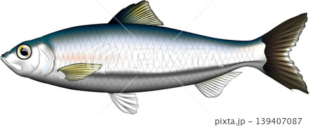 魚イラスト　「ニシン」　ベクター形式　白背景単体 139407087