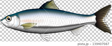 魚イラスト　「ニシン」　ベクター形式　白背景単体 139407087