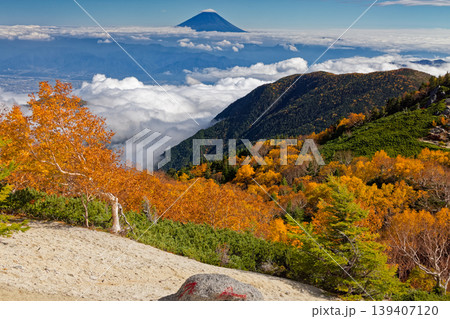 南アルプス・鳳凰三山・薬師岳のダケカンバの黄葉と富士山 南アルプス・鳳凰三山・薬師岳のダケカンバの黄葉と富士山 139407120