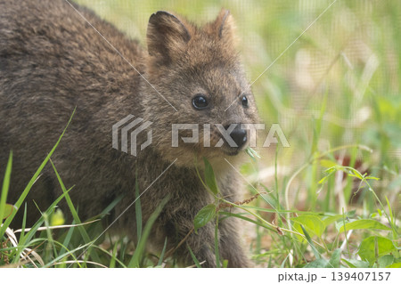 にっこり笑うクオッカ 世界一幸せな動物のかわいいポートレート にっこり笑うクオッカ 世界一幸せな動物のかわいいポートレート 139407157