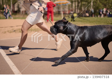 A handler leads a powerful black Cane Corso trotting on a leash across a paved surface, moving quickly during a daytime outdoor competition A handler leads a powerful black Cane Corso trotting on a leash across a paved surface, moving quickly during a daytime outdoor competition 139407318