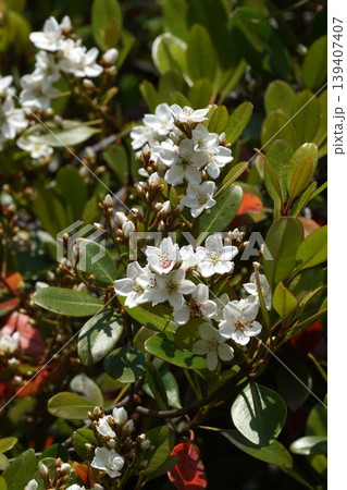 咲き始めたシャリンバイの花・2026年4月 咲き始めたシャリンバイの花・2026年4月 139407407