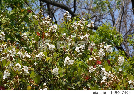 咲き始めたシャリンバイの花・2026年4月 咲き始めたシャリンバイの花・2026年4月 139407409