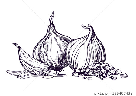 Hand drawn onion illustration rendered in ink line art style. Monochrome sketch of bulb vegetable for harvest festival, cooking, grocery store branding, food packaging and recipe book. 139407438