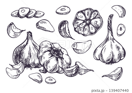 Garlic bulb, slice and clove hand drawn illustration. Graphic ink sketch of organic seasoning ingredient. Black and white outline design for farm harvest, cooking, food market and packaging. Garlic bulb, slice and clove hand drawn illustration. Graphic ink sketch of organic seasoning ingredient. Black and white outline design for farm harvest, cooking, food market and packaging. 139407440