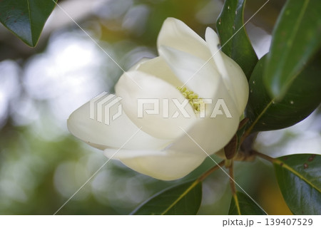 タイサンボク（泰山木）の白い花が咲いています。学名はMagnolia grandifloraです。 139407529