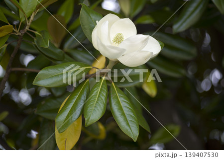 タイサンボク（泰山木）の白い花が咲いています。学名はMagnolia grandifloraです。 139407530