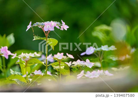 やわらかな光に包まれたアジサイ　前ボケが美しい初夏の花のポートレート 139407580