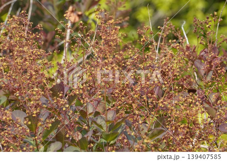 スモークツリーの花・2026年4月　 139407585
