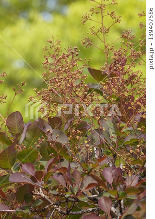 スモークツリーの花・2026年4月 スモークツリーの花・2026年4月 139407586
