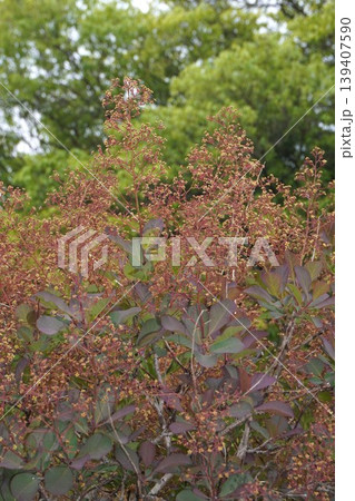 スモークツリーの花・2026年4月 スモークツリーの花・2026年4月 139407590