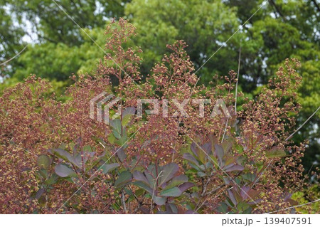 スモークツリーの花・2026年4月　 139407591