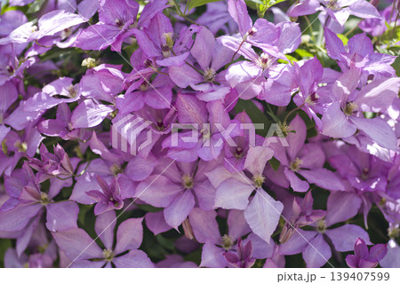 ピンク色のクレマチスの花が咲いています。品種名はコンテスドブジョウです。 ピンク色のクレマチスの花が咲いています。品種名はコンテスドブジョウです。 139407599