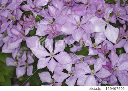 ピンク色のクレマチスの花が咲いています。品種名はコンテスドブジョウです。 ピンク色のクレマチスの花が咲いています。品種名はコンテスドブジョウです。 139407603