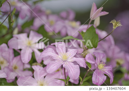 ピンク色のクレマチスの花が咲いています。品種名はコンテスドブジョウです。 139407604
