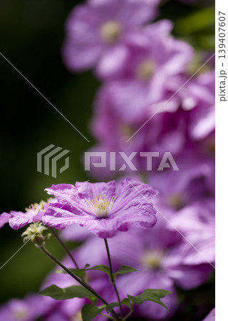 ピンク色のクレマチスの花が咲いています。品種名はコンテスドブジョウです。 ピンク色のクレマチスの花が咲いています。品種名はコンテスドブジョウです。 139407607