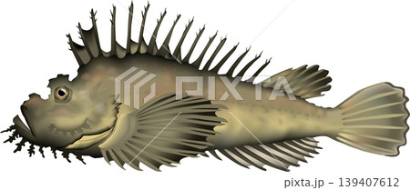 魚イラスト　「オニオコゼ」　ベクター形式　白背景単体 139407612