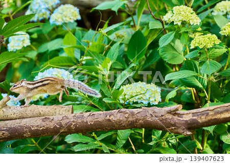 アジサイの中を走るシマリス　初夏の自然風景と動きのあるポートレート 139407623