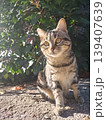 街中で出会った猫　イタリア 139407639