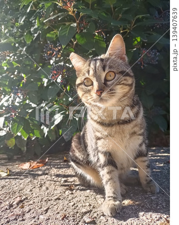 街中で出会った猫 イタリア 街中で出会った猫 イタリア 139407639