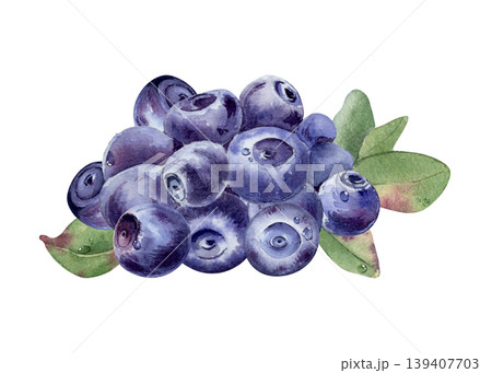 Blueberry bunch with green leaf painted in watercolor isolated. Hand drawn botanical illustration of forest nordic bilberry. Wild berries organic food ingredient for superfood and culinary design. 139407703